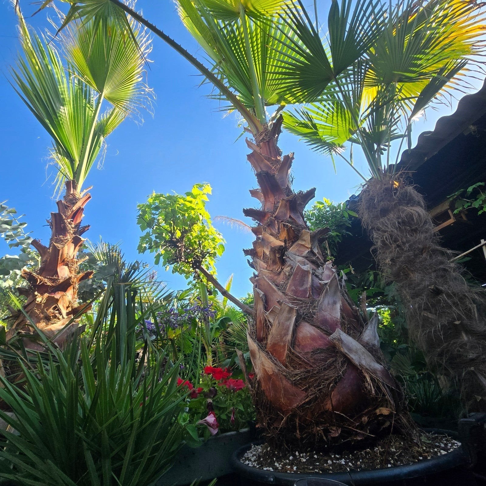 Xxl Palmboom Washingtonia Robusta, Ophalen, Gehele jaar, Volle zon