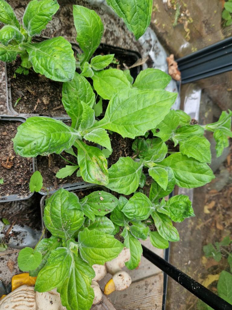Yacon, eetbaar, Tuin en Terras, Planten | Tuinplanten, Ophalen, Eenjarig, Groenteplanten, Volle zon