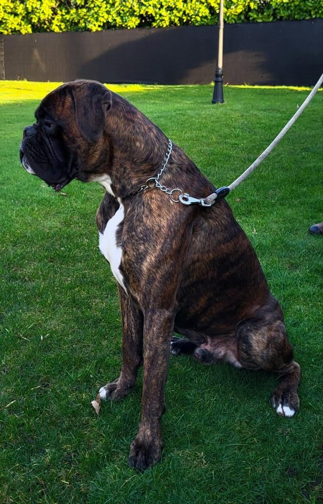 Boxer dekreu, Dieren en Toebehoren, Reu, 1 tot 2 jaar, Parvo, Bulldog