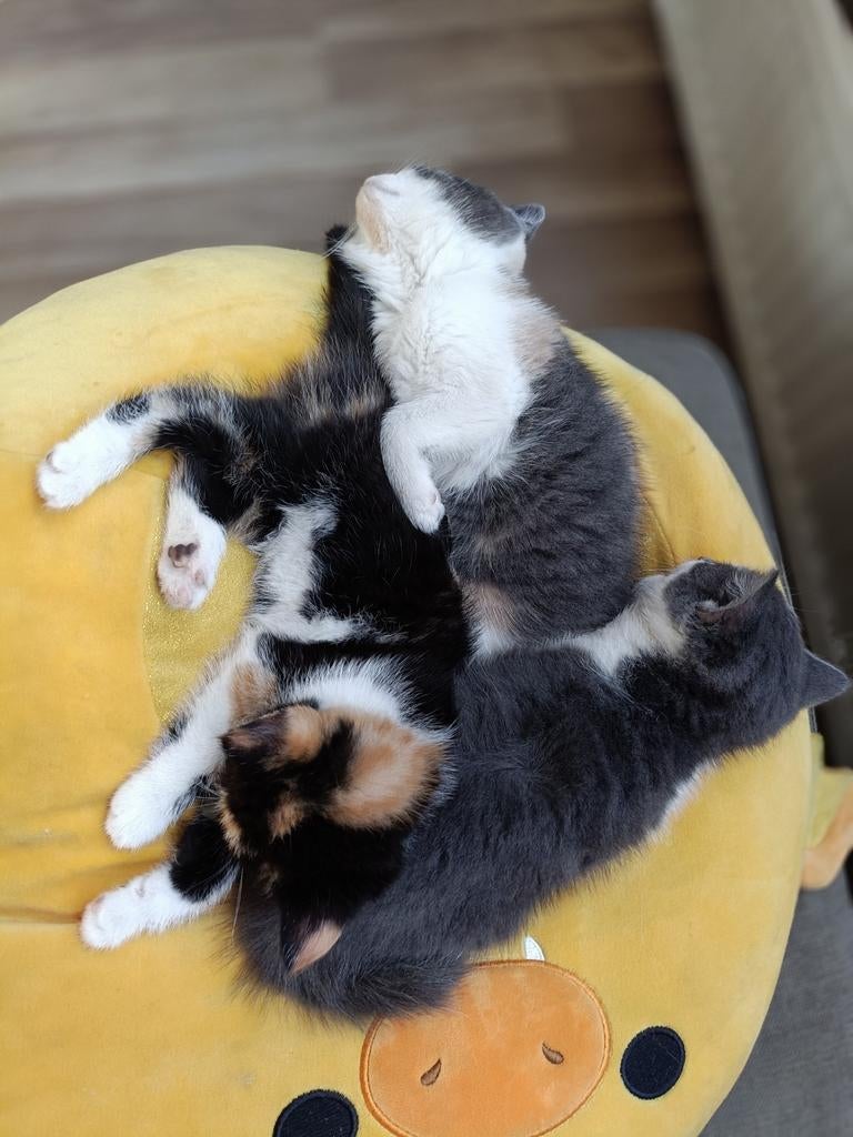 Kittens te koop, Dieren en Toebehoren, Meerdere dieren, Kortharig, 0 tot 2 jaar