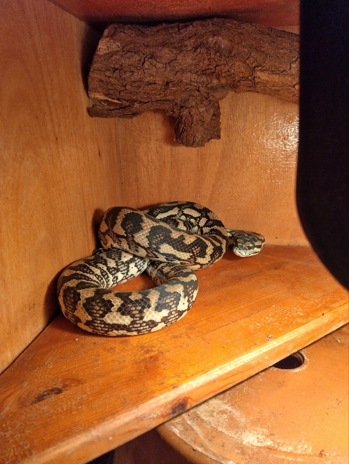 tapijtpythons aangeboden Carpet Python photo 5