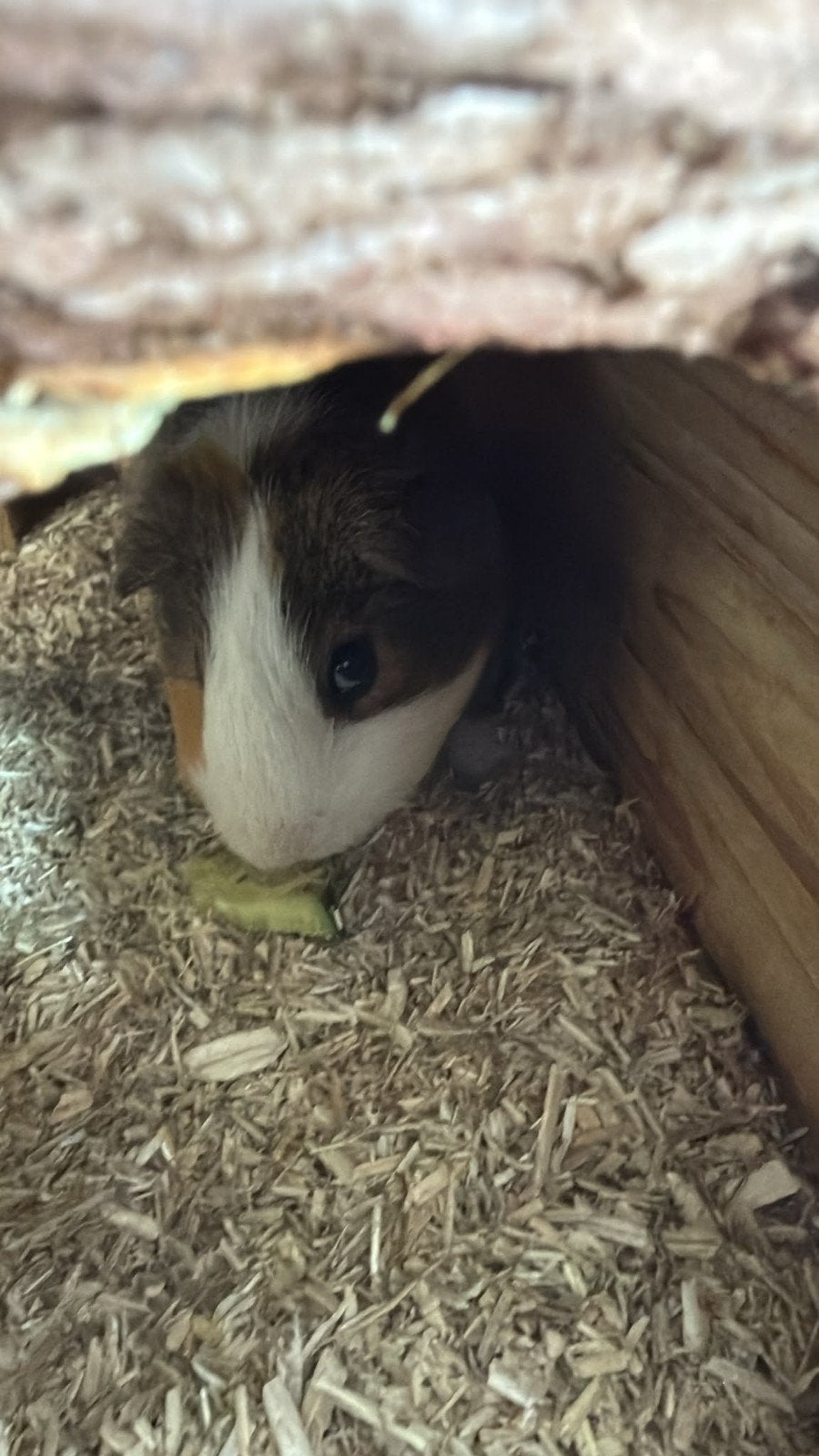 2 Cavia beertjes inclusief kooi, Juni, Mannelijk, Cavia