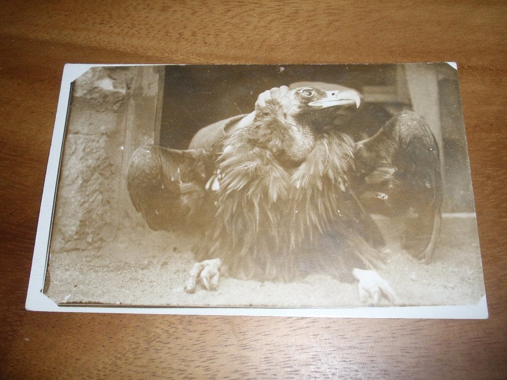 Fotokaart Gier in Macedonië Vogel, Verzenden, Voor 1920, Ongelopen, Vogel