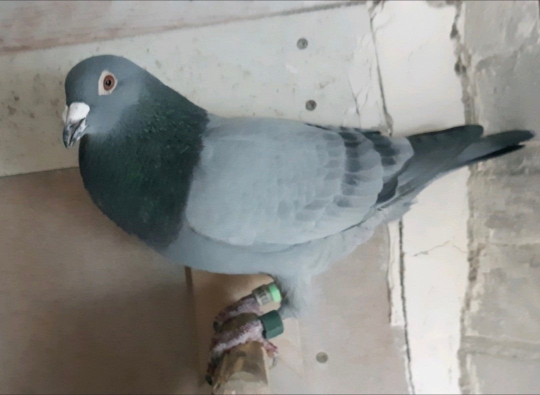 Doffer (2020), Dieren en Toebehoren, Mannelijk, Postduif
