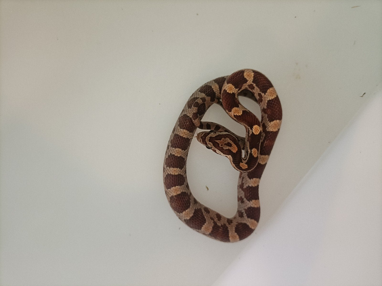 jonge rattenslangen Rat Snake photo 10