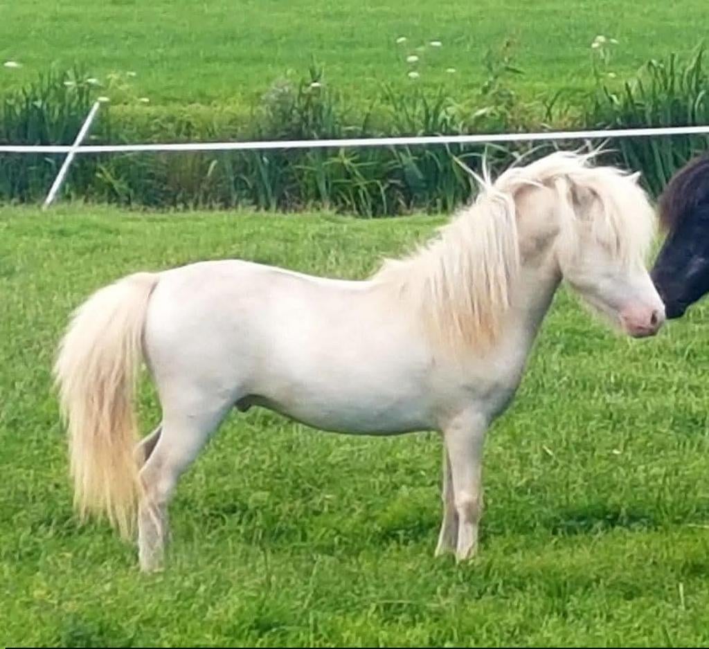 Prachtig en lief Perlino mini paardje!, Dieren en Toebehoren, Hengst, Met stamboom, 7 tot 10 jaar