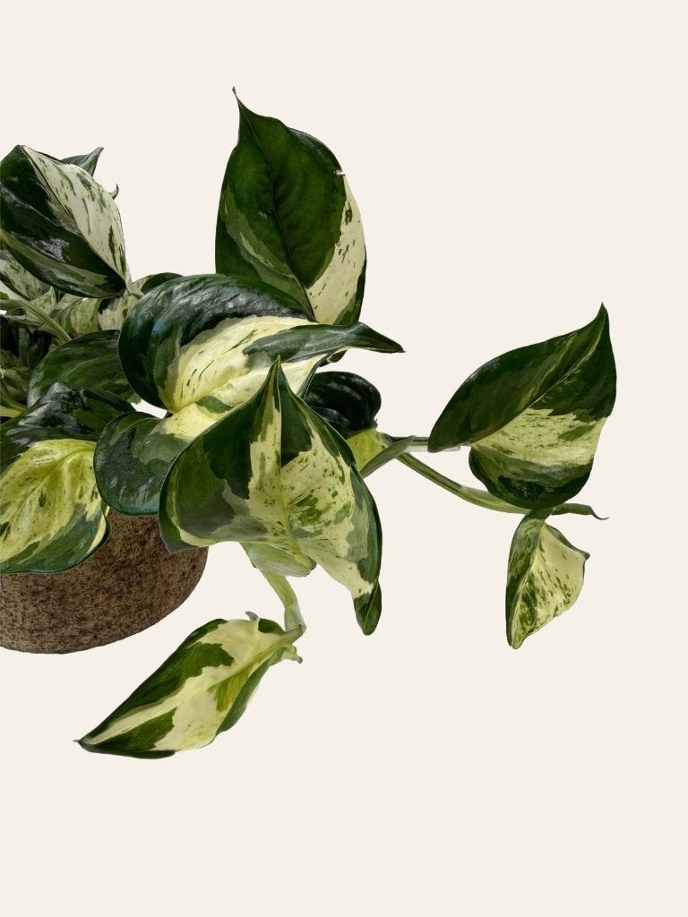 Epipremnum Manjula p12, Huis en Inrichting, Kamerplanten, Ophalen of Verzenden, Halfschaduw, Minder dan 100 cm