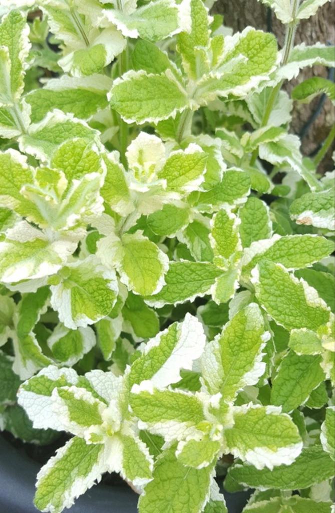 GEZOCHT.  Ananasmuntplant en andere muntsoorten, Tuin en Terras, Planten | Tuinplanten, Ophalen, Volle zon, Vaste plant, Kruiden