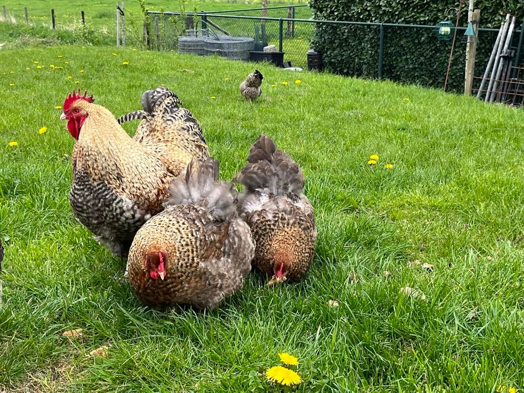 Orpington groot Koekoekspatrijs broedeieren, Dieren en Toebehoren, Geslacht onbekend, Kip