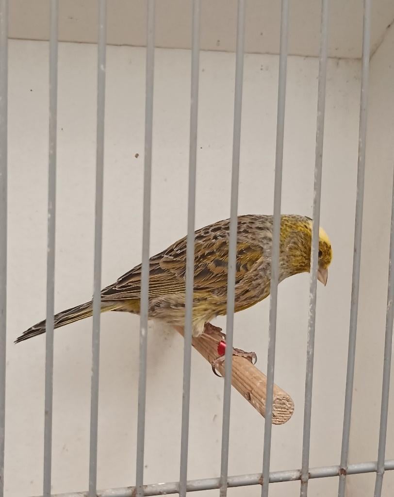 Lizard kanarie, Dieren en Toebehoren, Meerdere dieren, Kleurkanarie