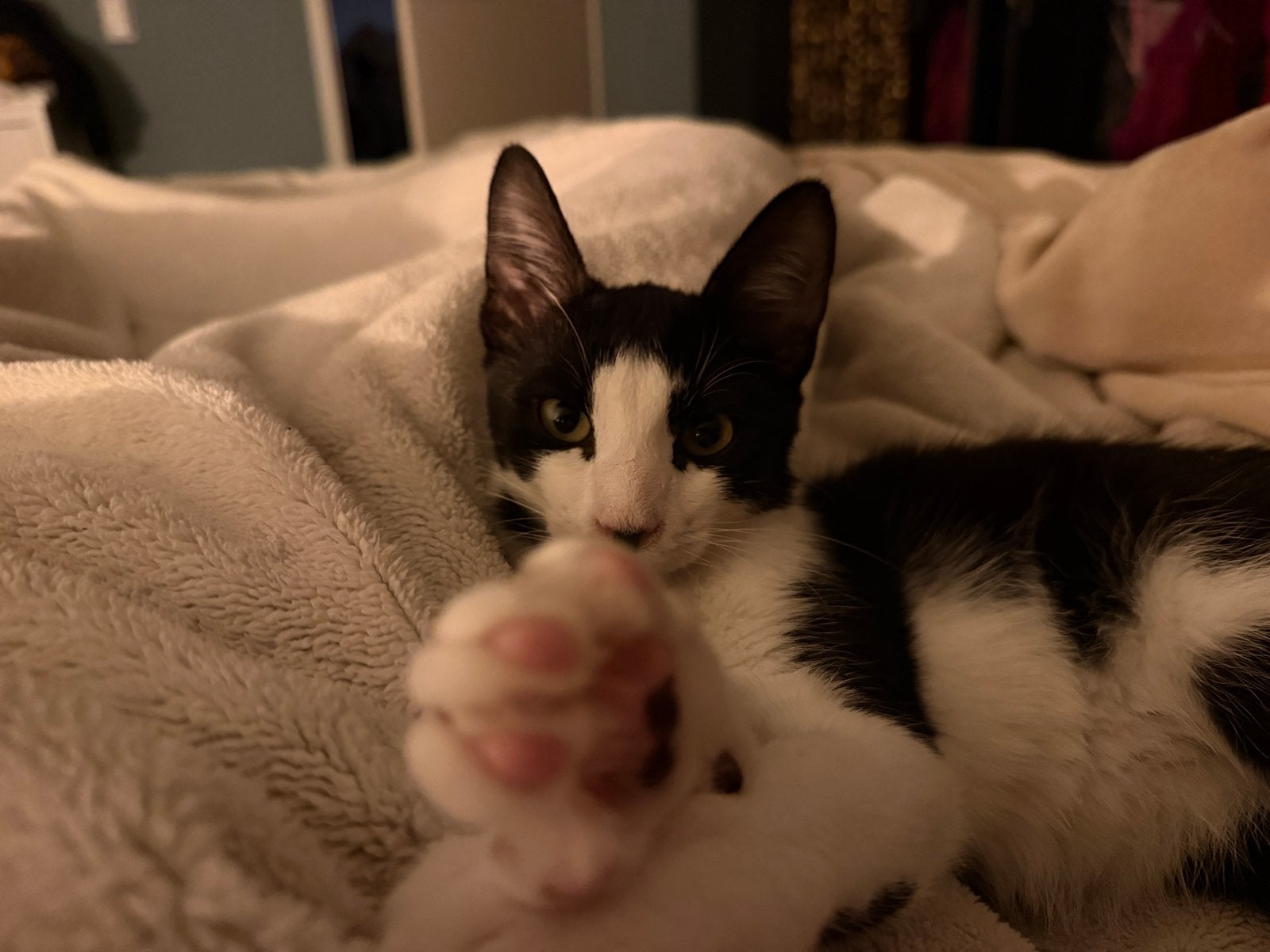 George knuffel tuxedo katertje 5 maanden, Kater, Kortharig, 0 tot 2 jaar