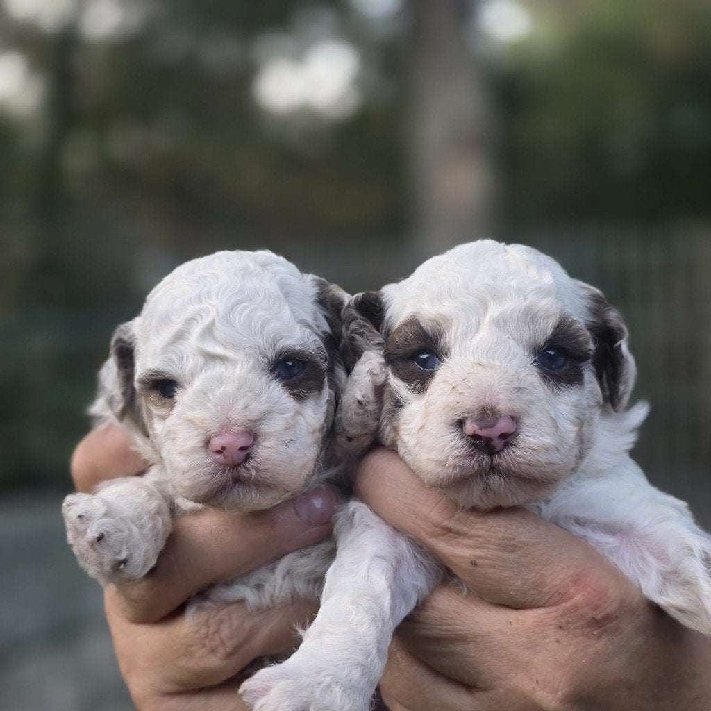 Cockapoo F1b Panda kleur ​met blauwe ogenn, 8 tot 15 weken, Meerdere, Meerdere dieren, CDV (hondenziekte)