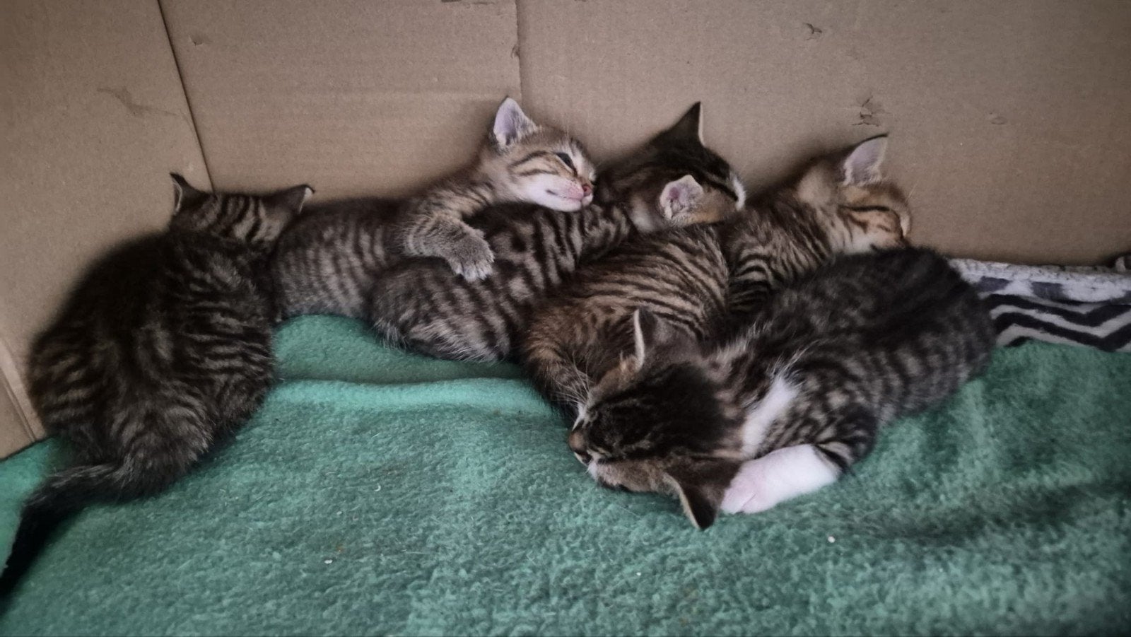 Kittens, nog 3 over., Meerdere dieren, 0 tot 2 jaar