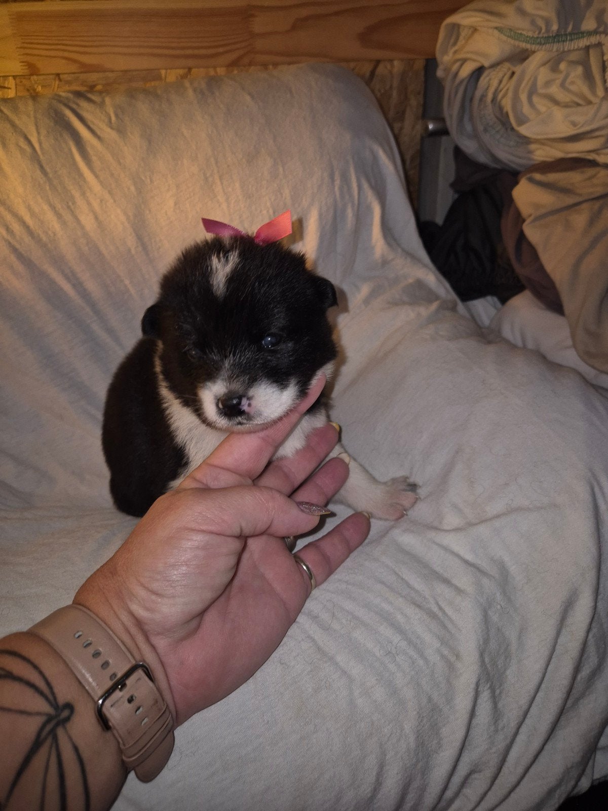Akita Samojeed pups, Dieren en Toebehoren, Overige rassen, 8 tot 15 weken, Meerdere dieren, Eén hond