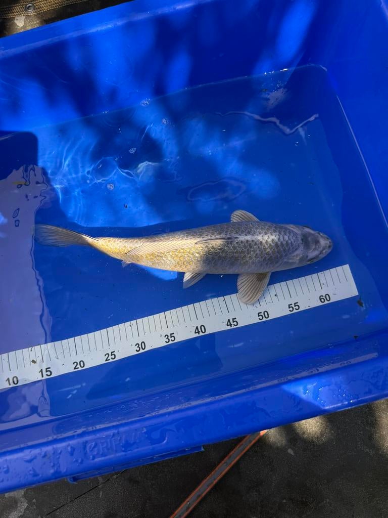 Koi’s, Karper of Koi