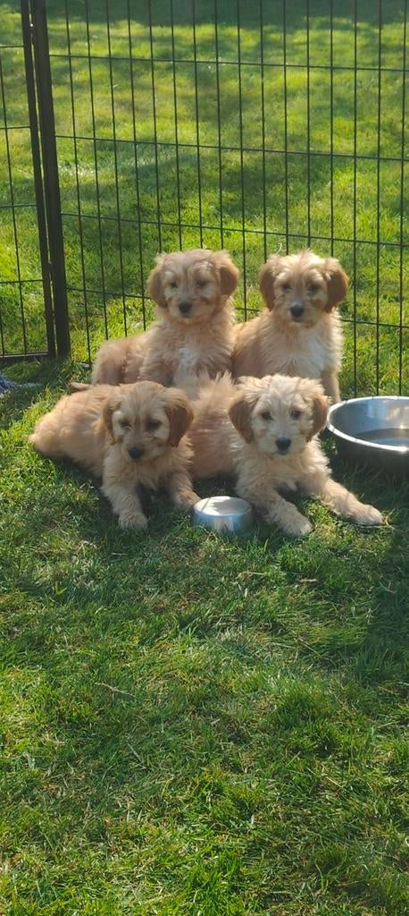 Golden Cocker Doodle pups geheel verzorgd !, Dieren en Toebehoren, Parvo, Nederland, Overige rassen, 8 tot 15 weken