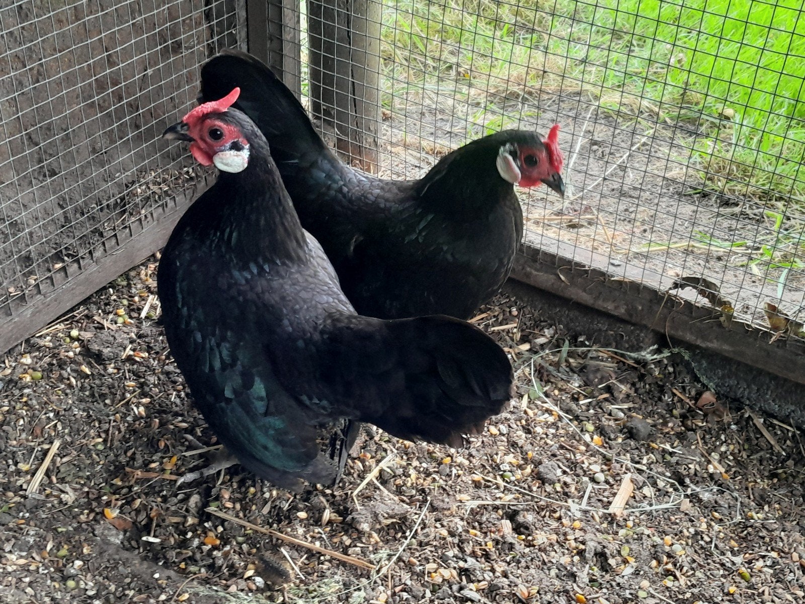 2 prachtige Java kriel hennetjes zwart, Dieren en Toebehoren, Pluimvee, Vrouwelijk, Kip