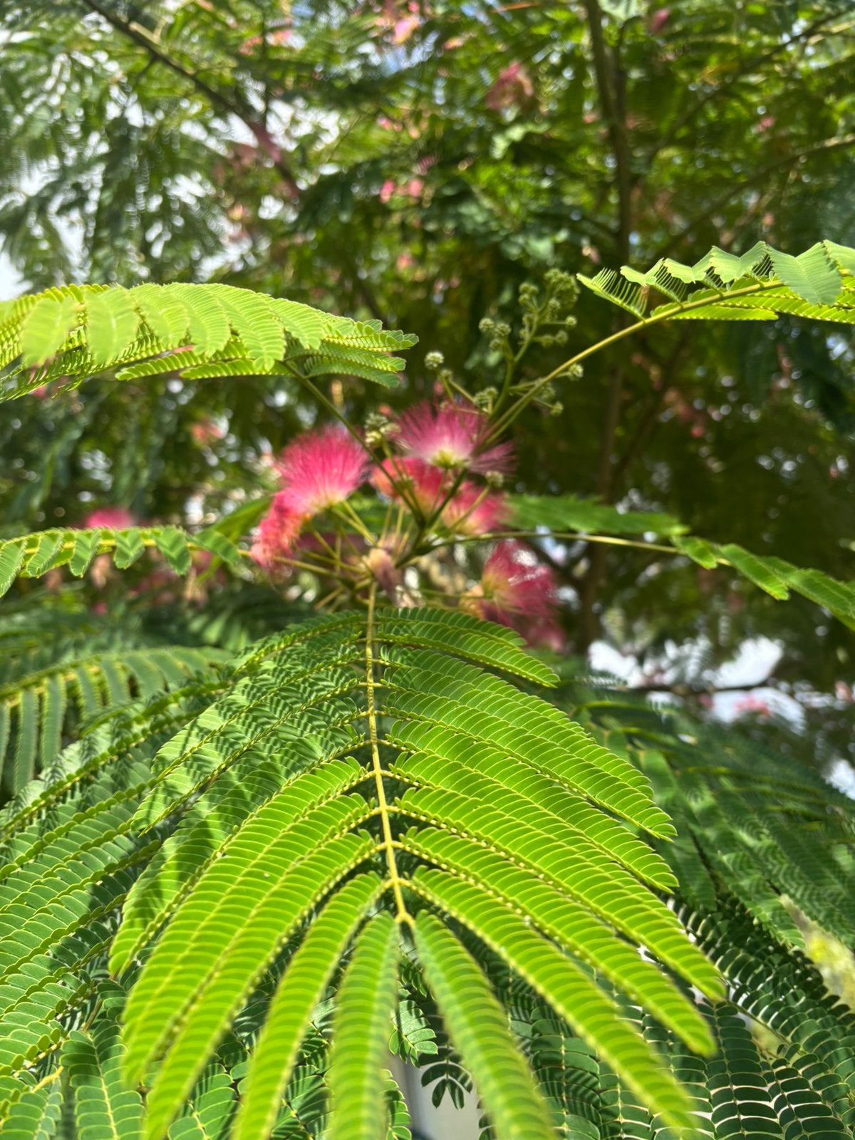 Albizia umbrella bourbri 40/50 cm hoog, NU GRATIS BEZORGD!, Ophalen of Verzenden, Overige soorten, Volle zon