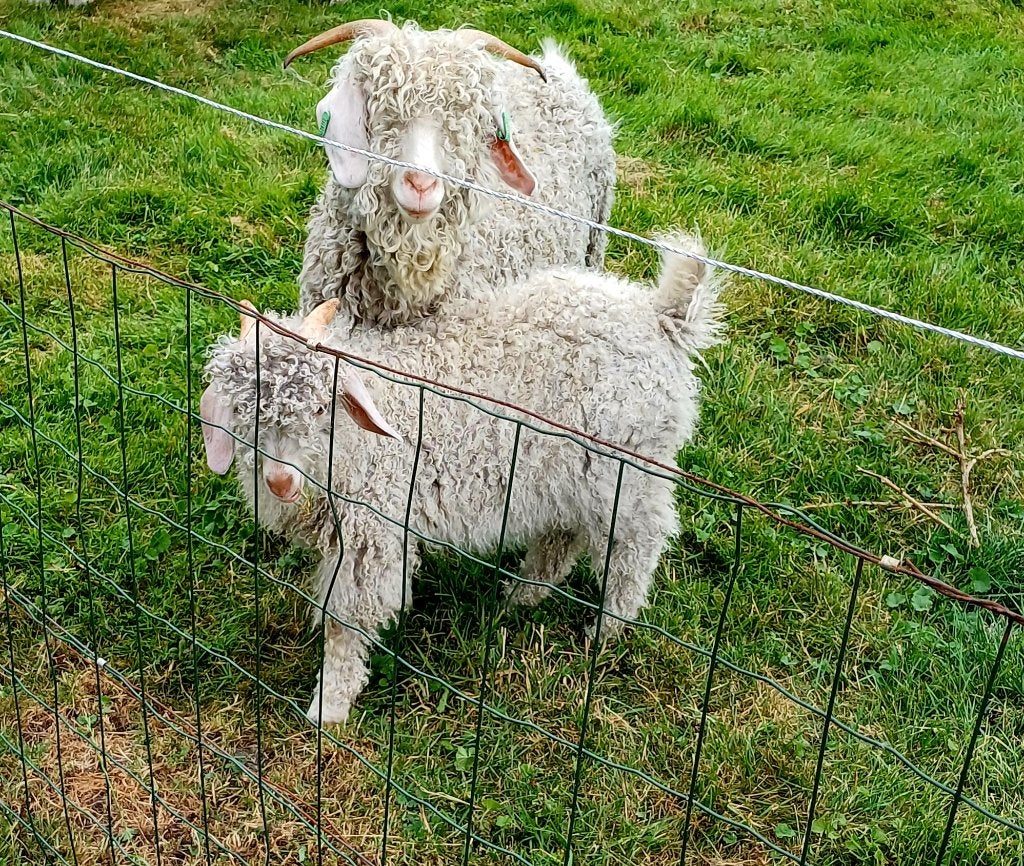 angora geiten, Meerdere dieren, Geit, 3 tot 5 jaar
