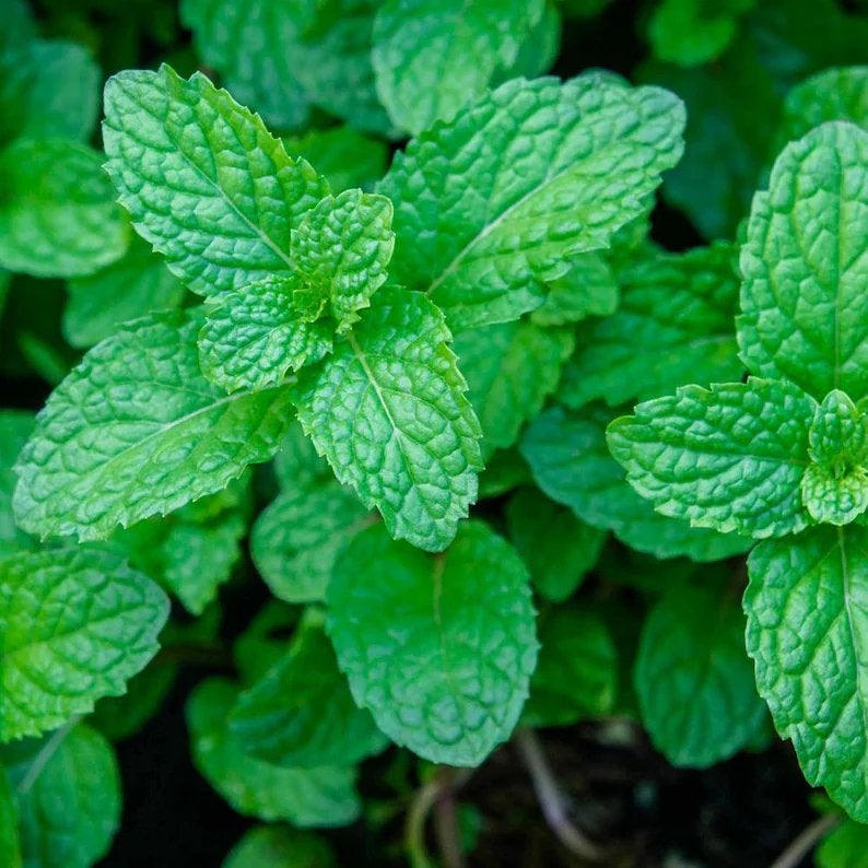 Gezocht gratis buiten stekjes plantjes voor onze bewoners, Ophalen, Volle zon, Vaste plant, Kruiden