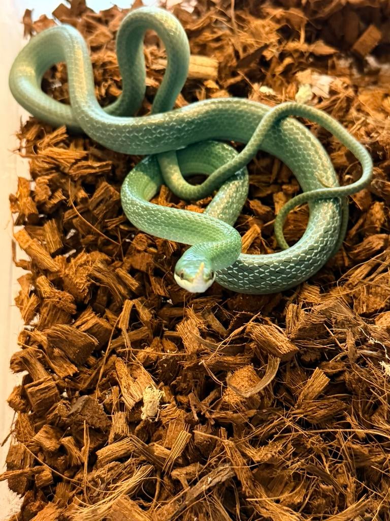 1.1 Gonyosoma Boulengeri 2024, Slang, 0 tot 2 jaar