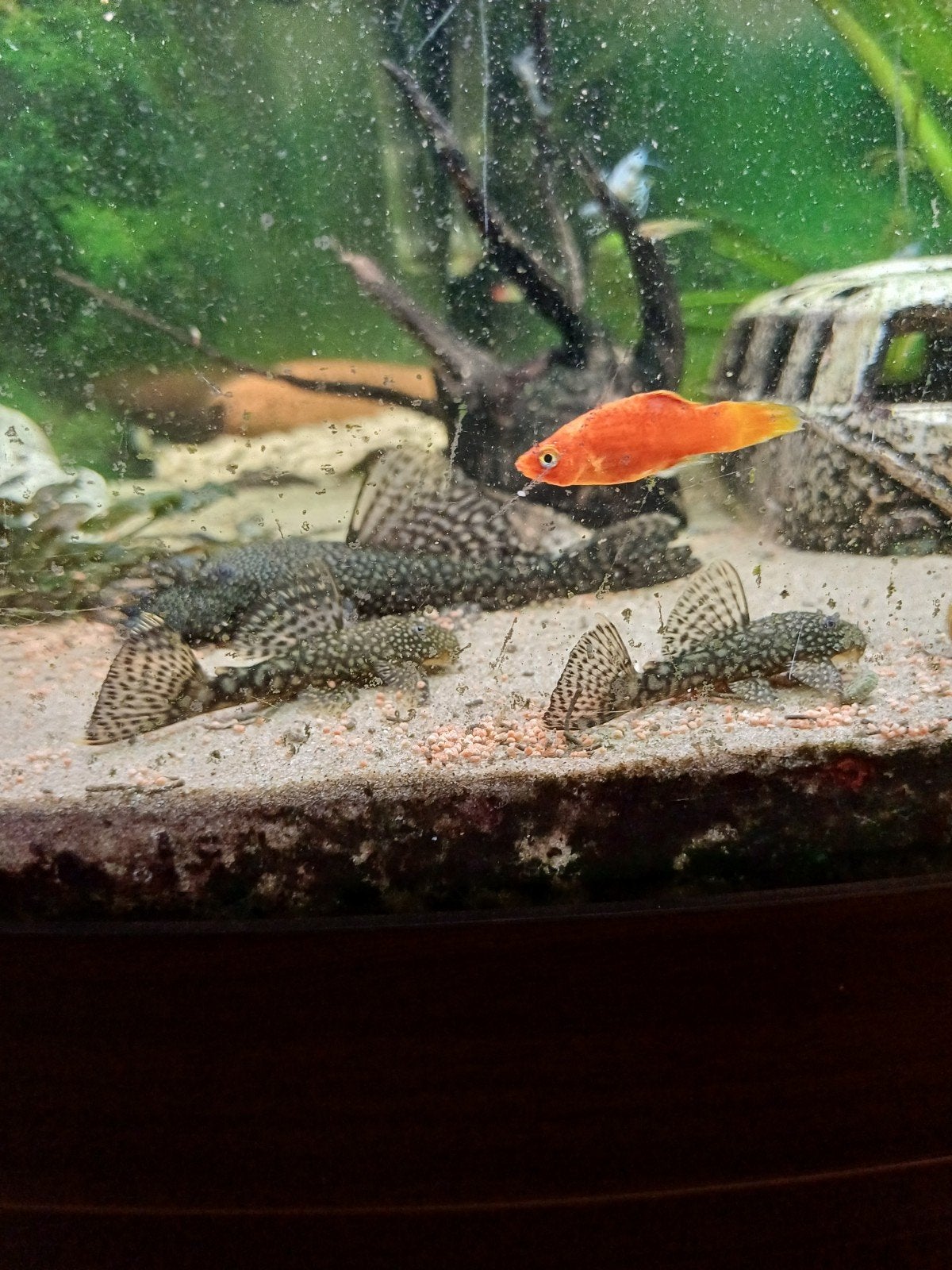 jonge algeneters, Dieren en Toebehoren, Vis, Zoetwatervis