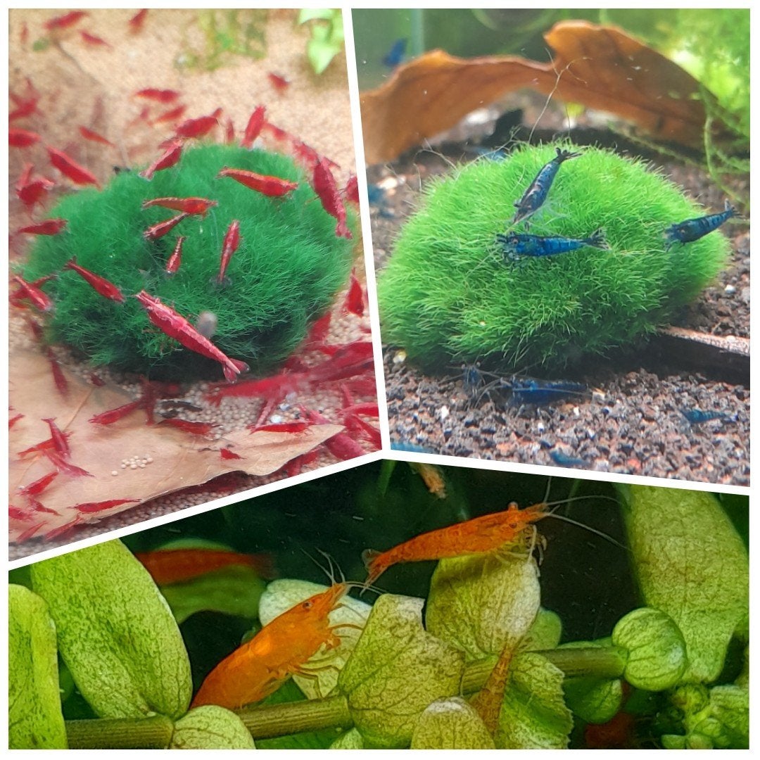 Mooie oranje, intens rode en blauwe garnalen 15 voor 15 euro, Dieren en Toebehoren, Vissen | Aquariumvissen, Kreeft, Krab of Garnaal