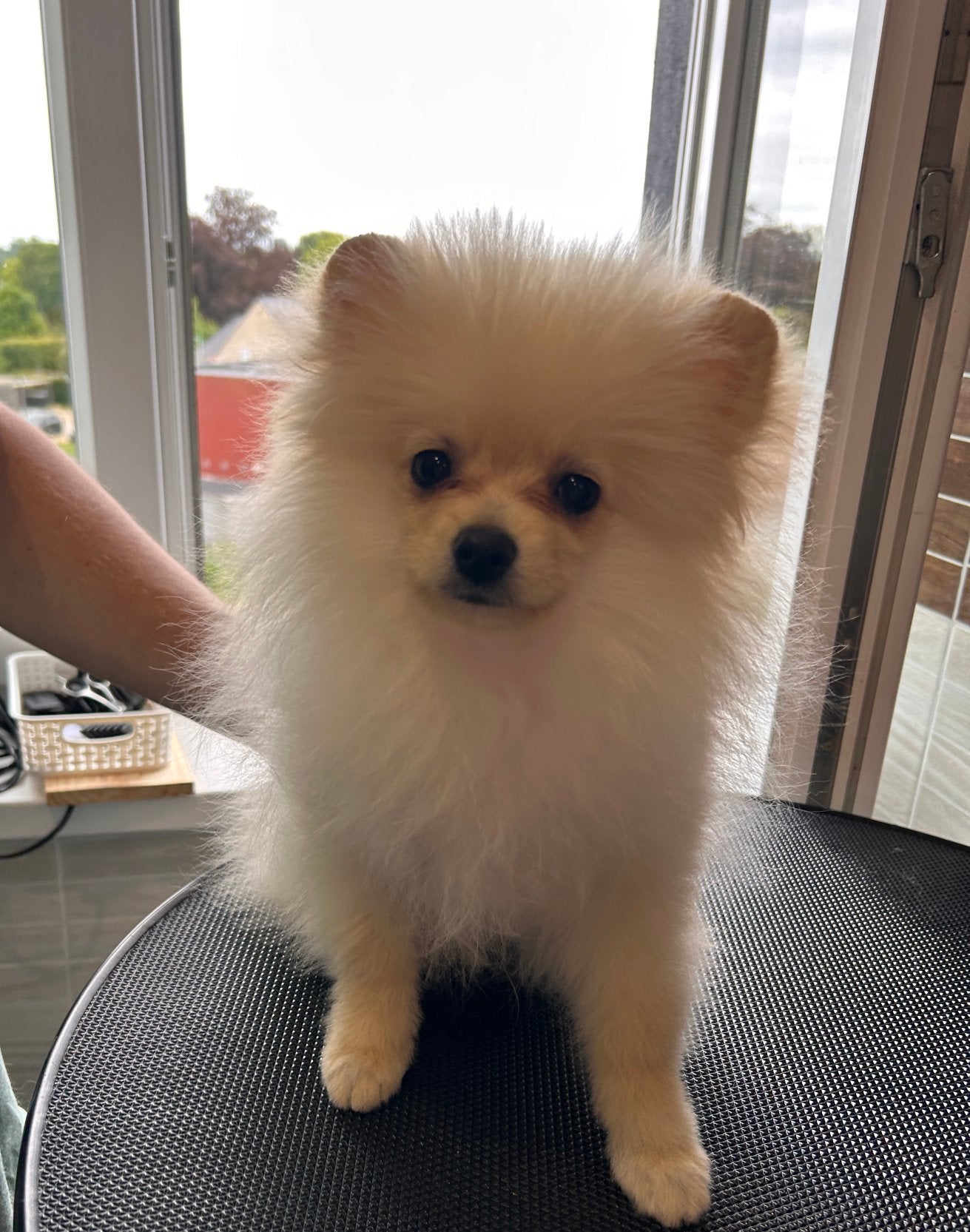 🐶Pomeranian🐶, Dieren en Toebehoren, Honden | Chihuahua's en Gezelschapshonden, België, Particulier, Overige rassen, 8 tot 15 weken