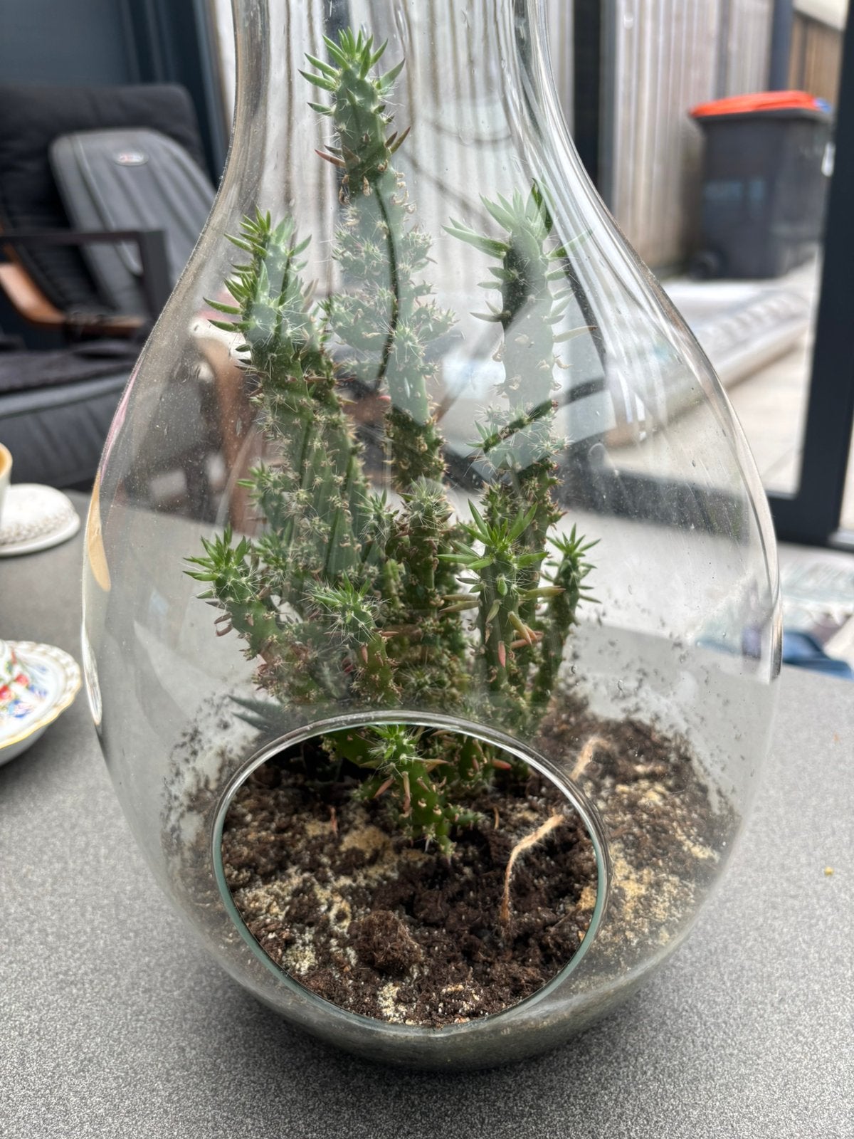 Tererium, Ophalen of Verzenden, Halfschaduw, Minder dan 100 cm