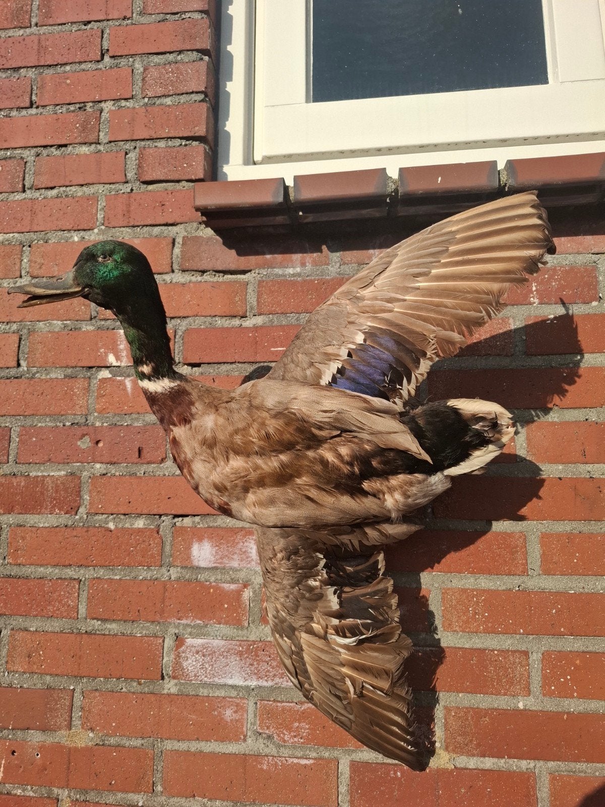 taxidermie eend opgezette eend, Mannelijk