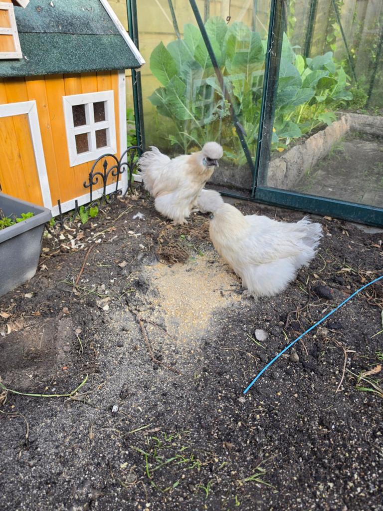 2 zijdehoentjes, Dieren en Toebehoren, Pluimvee, Vrouwelijk, Kip