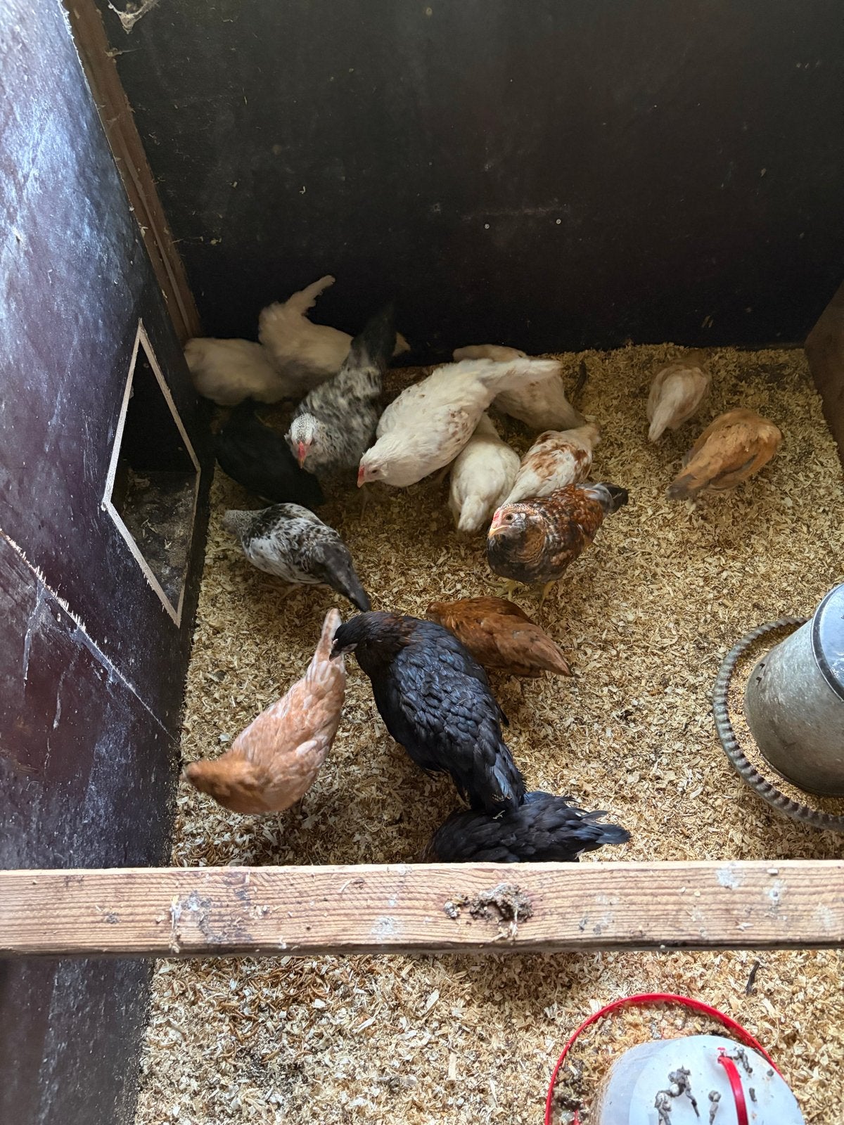Kuikens, Dieren en Toebehoren, Pluimvee, Meerdere dieren, Kip