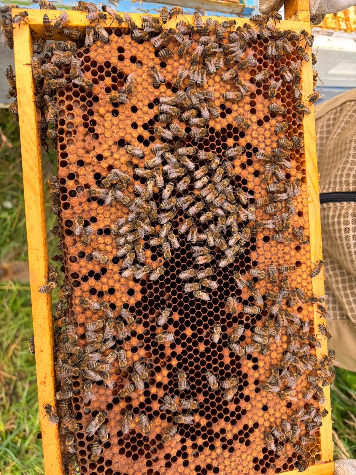 Carnica bijenvolk met volledige Segeberger Simplex bijenkast, Dieren en Toebehoren, Bijen