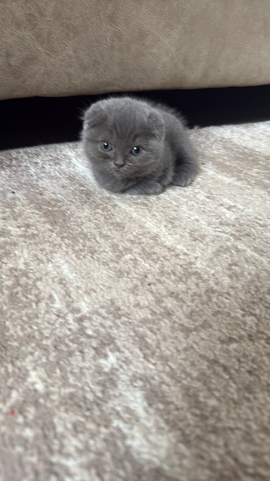 Scottish korthaar kitten, Kater, Ontwormd, 0 tot 2 jaar