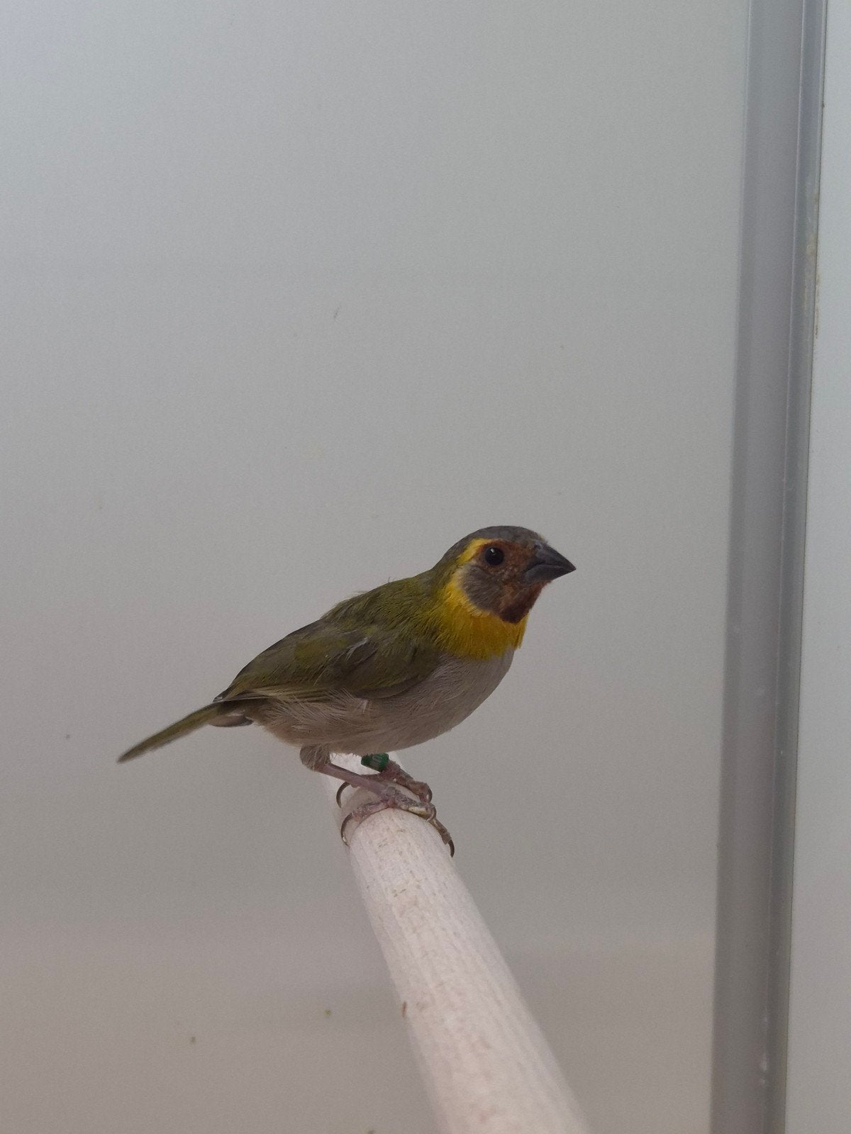 4-4 Kleine cubavinken, Meerdere dieren, Tropenvogel, Geringd