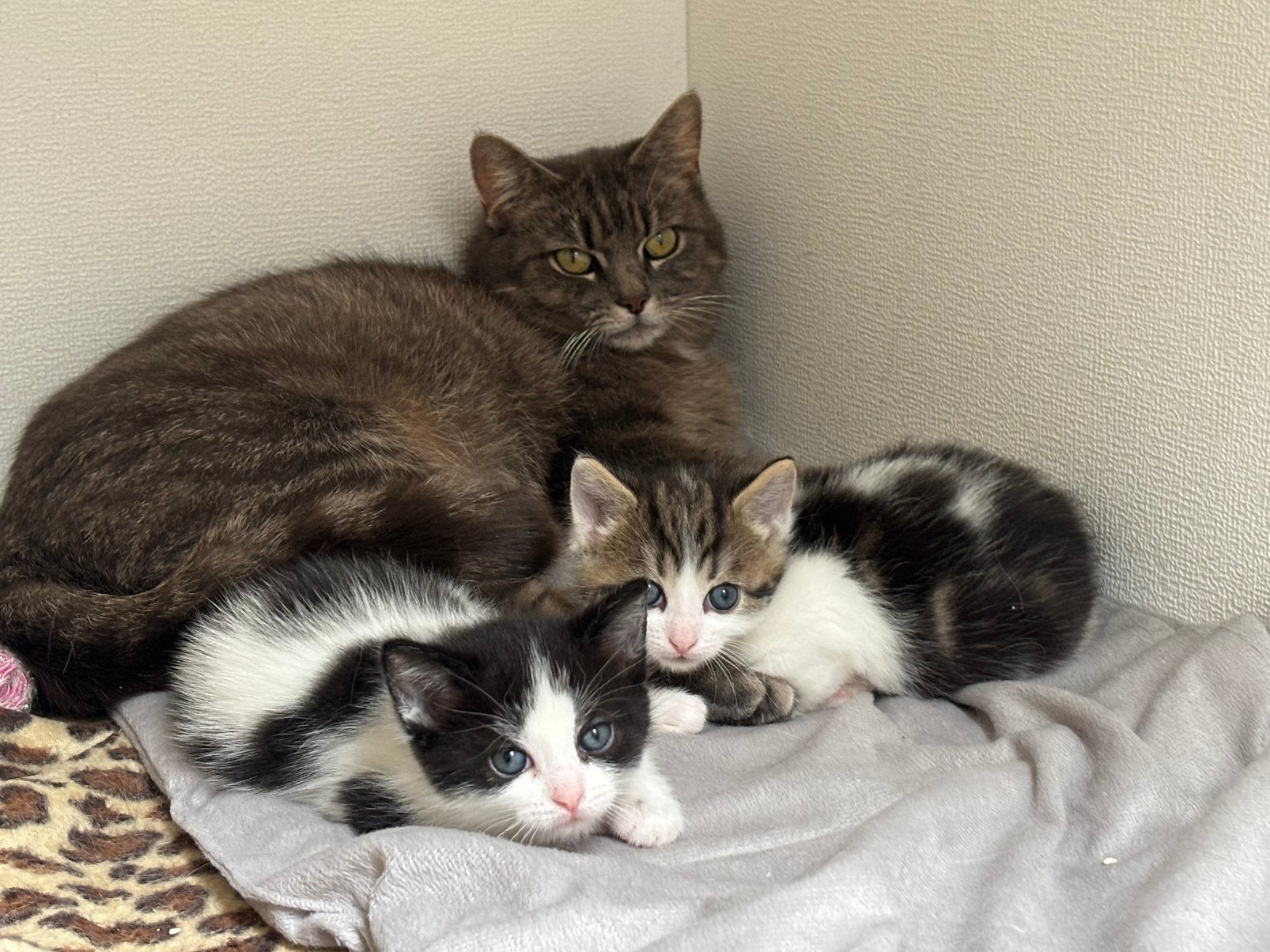 Mooie kittens, Meerdere dieren