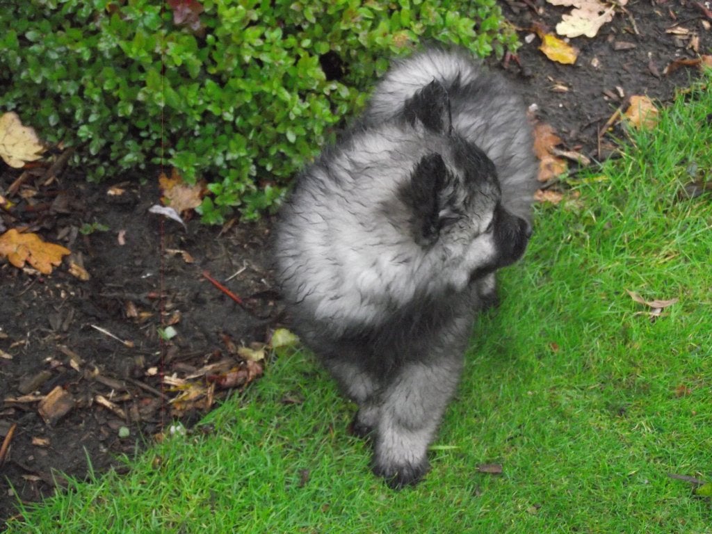Keeshond pups, Keeshond, CDV (hondenziekte), 8 tot 15 weken, Meerdere