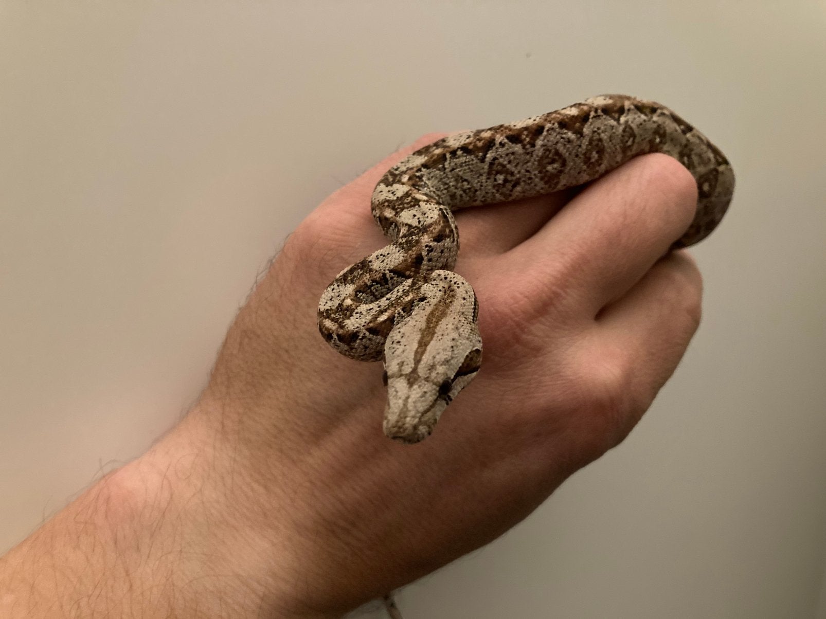 Boa constrictor imperator localiteit Nicaragua Boa Constrictor photo 4