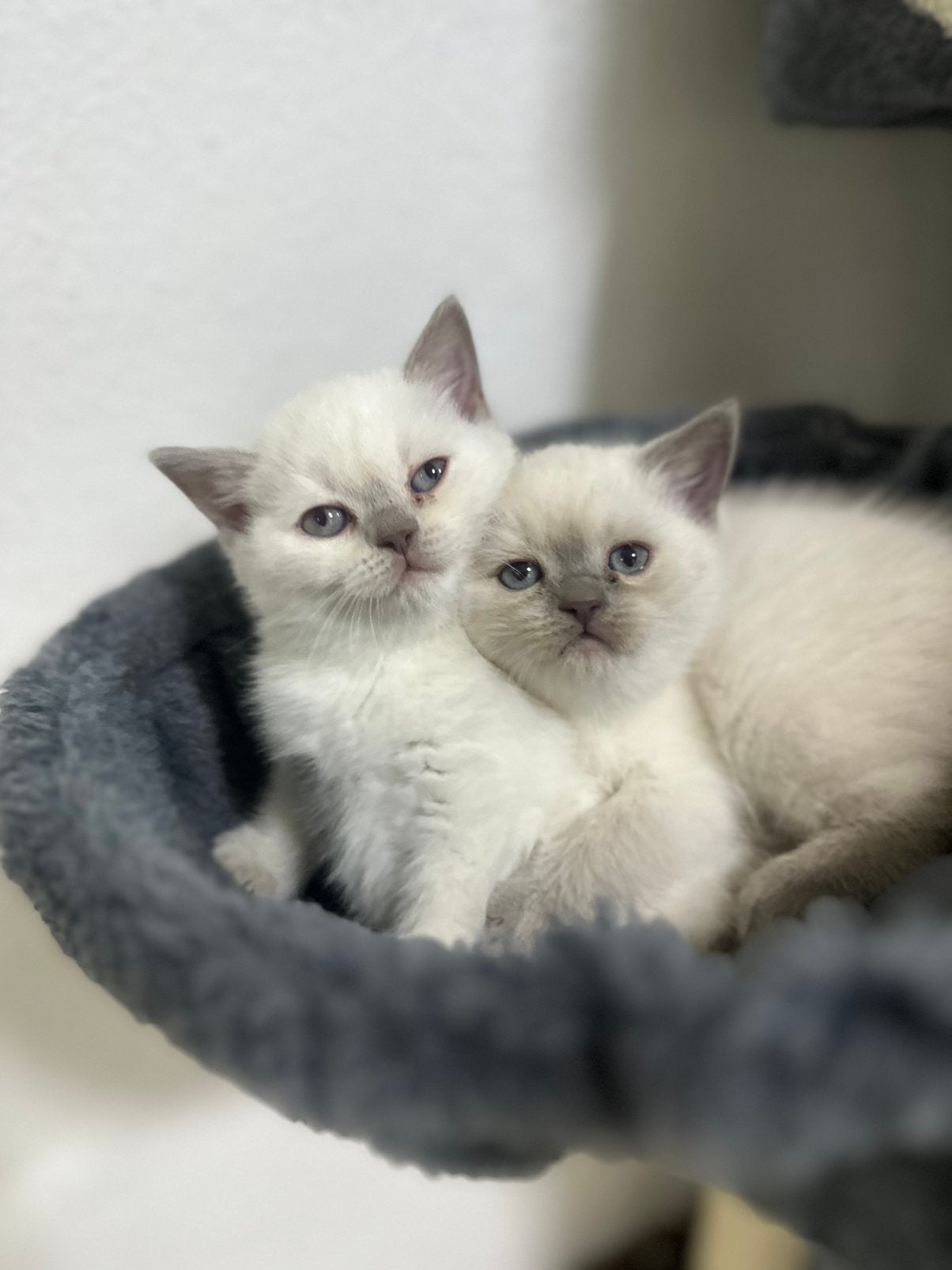 Britse korthaar kitten, 1 poesje, Dieren en Toebehoren, Meerdere dieren, Kortharig, 0 tot 2 jaar