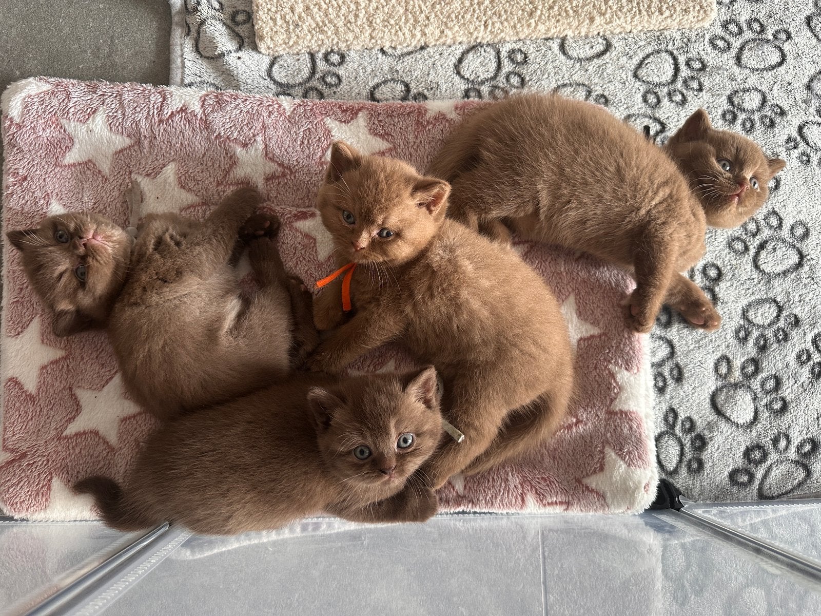 Raszuiverere Britse Korthaar kittens met stamboom 🤎, Meerdere dieren, Met stamboom, 0 tot 2 jaar