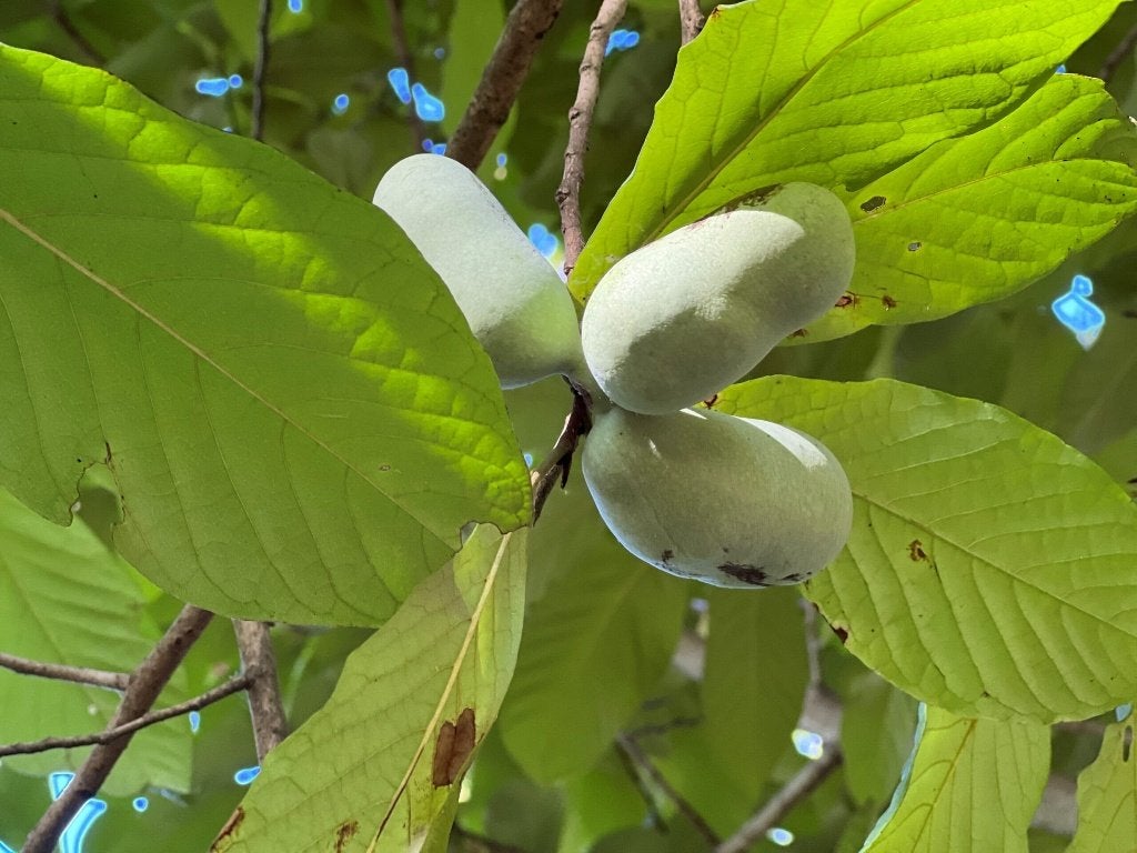 Te koop: Pawpaw zaailingen, Ophalen, Vaste plant, Fruitplanten, Volle zon