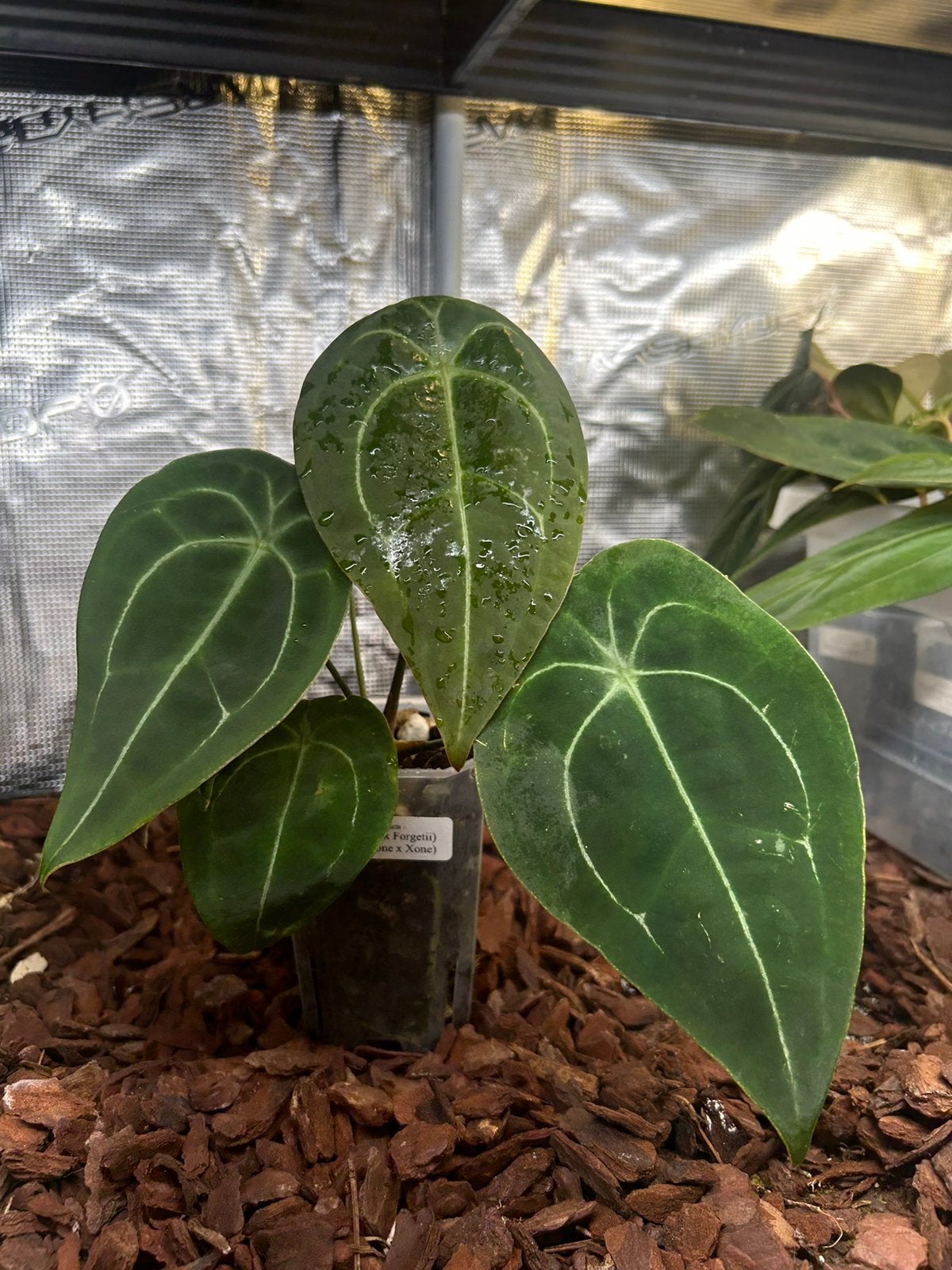 Anthurium (Blue Pap x Forgetii) x (Pap Xone x Xone), Ophalen, Halfschaduw, Minder dan 100 cm