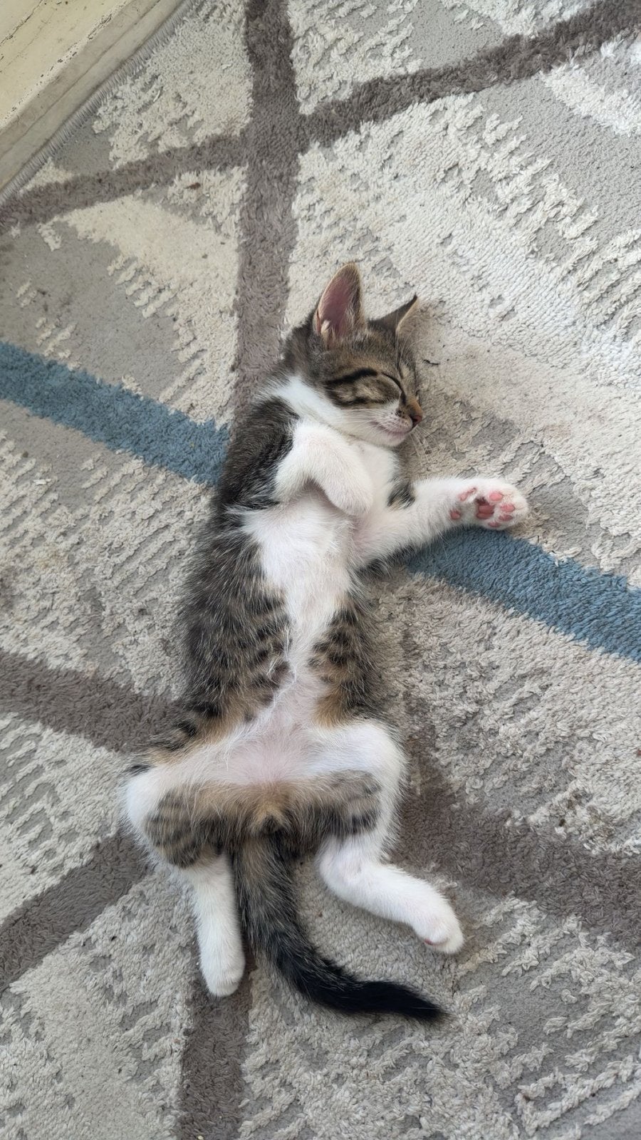 Schattige kittens te koop, Dieren en Toebehoren
