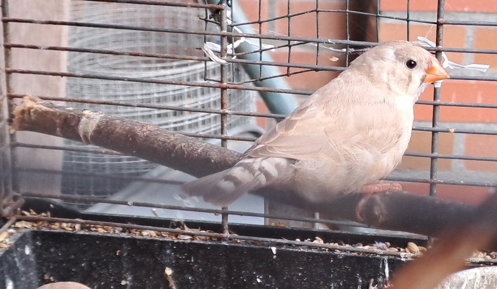 2 jonge zebravinken, Dieren en Toebehoren, Vrouwelijk, Tropenvogel