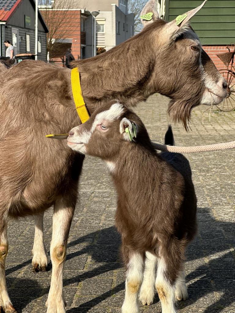 Super lief vrolijk tam toggenburger bokje, Dieren en Toebehoren, Schapen, Geiten en Varkens, Mannelijk, Geit, 0 tot 2 jaar