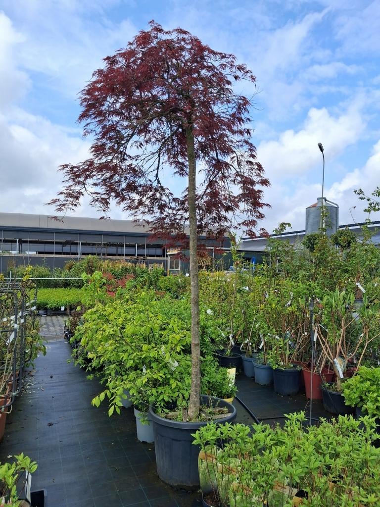 Prachtige Japanse Esdoorn (Acer Palm. Diss. Inabashidare), In pot, Bloeit niet, Halfschaduw, 250 tot 400 cm