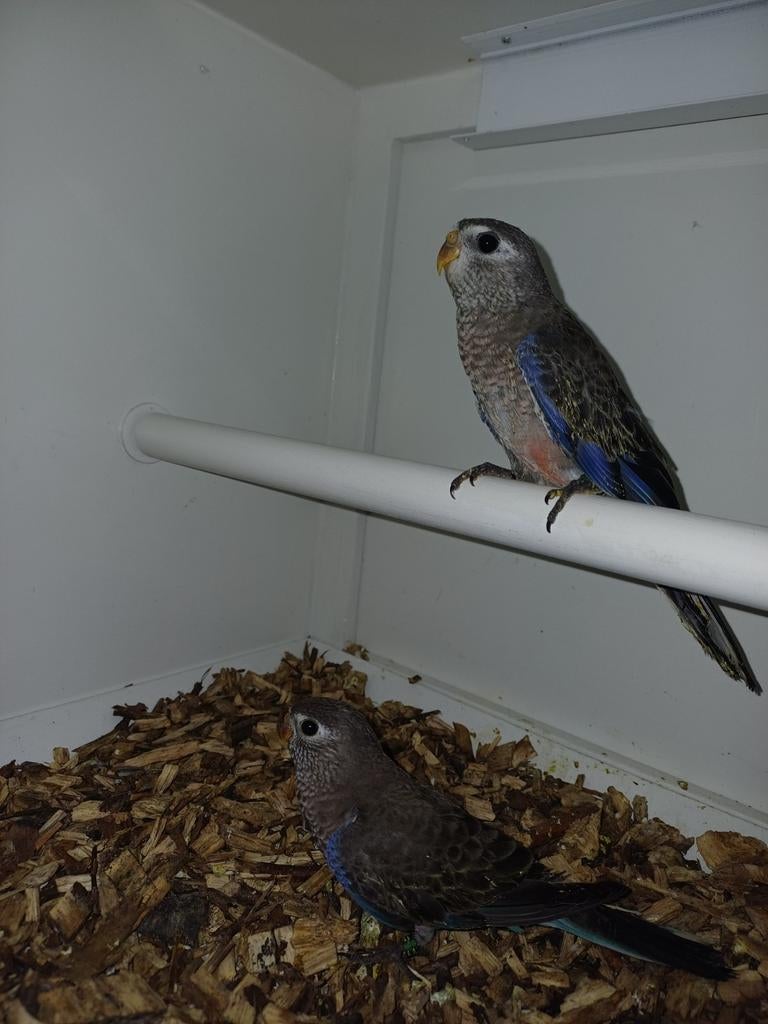 Bourks parkieten, Meerdere dieren, Parkiet, Geringd
