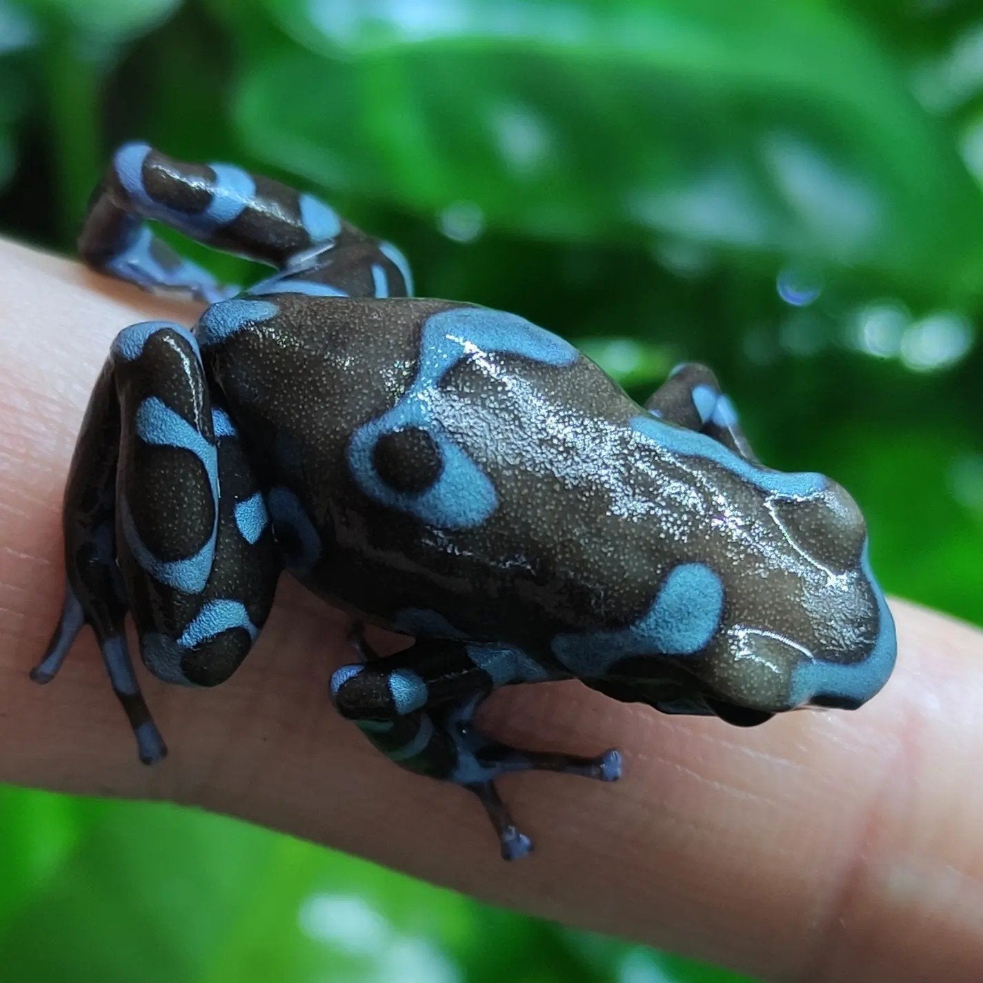 Dendrobates auratus 'Superblue' Frog photo 2