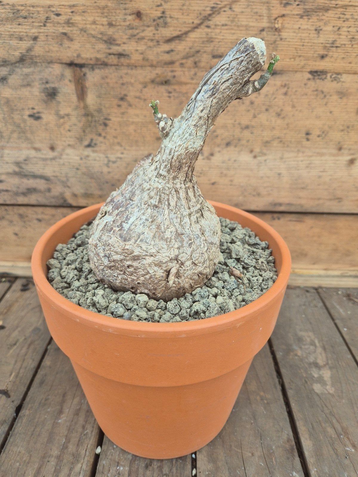 Caudex Sterculia colorata p20 XXL (1)