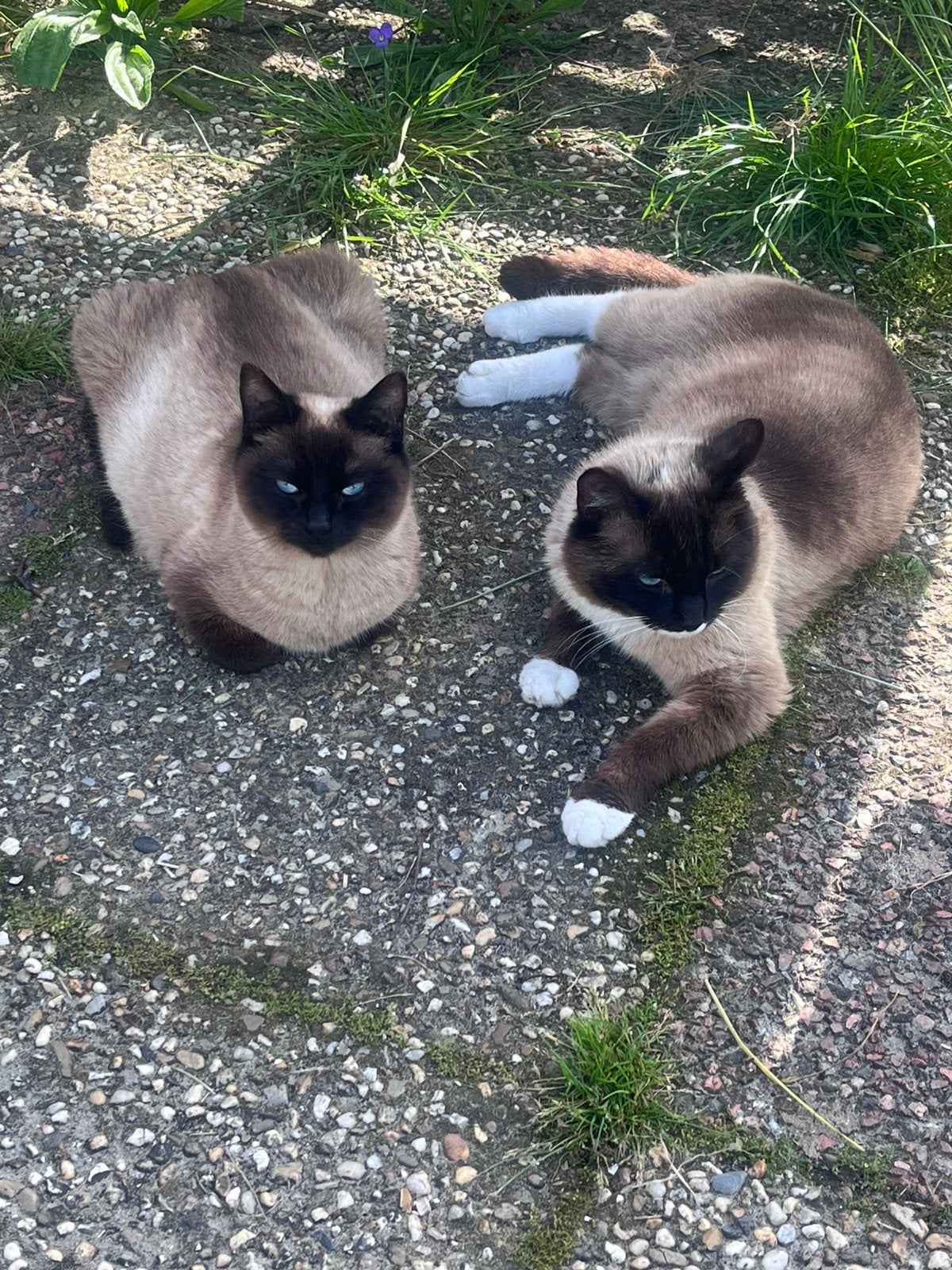 Siamese katten